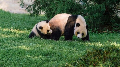 The Science Behind the Panda&rsquo;s Distinct Black and White Fur
