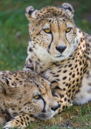 Can Big Cats Feel Grief? What Conservationists Have Seen in the Wild