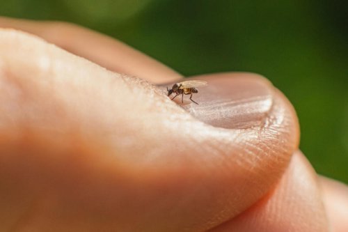 Meet the Oropouche virus. It may be visiting your city soon.