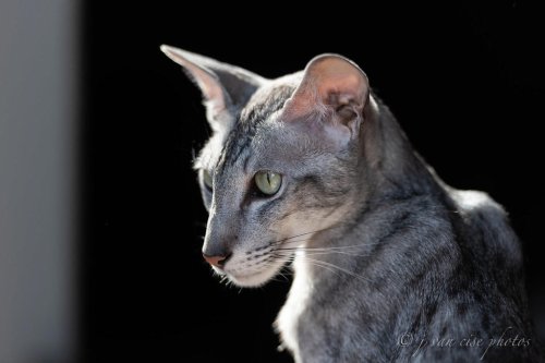 Athletes of the Cat World &mdash; 8 Breeds That Love to Climb, Leap, and Race