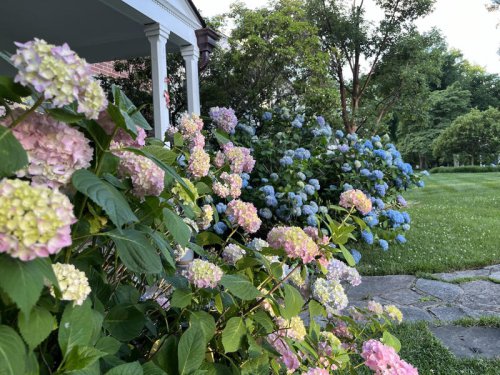 These Are the Best Plants for Boosting Curb Appeal, According to Real Estate Pros