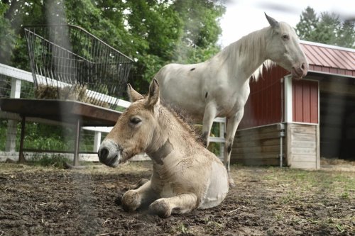 Rejected by his mother, a rare wild Asian horse foal finds a new mom in a grieving domestic mare