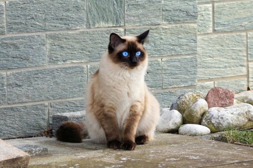 Top 10+ Simple Routines That Make Cats Happier Than Treats!