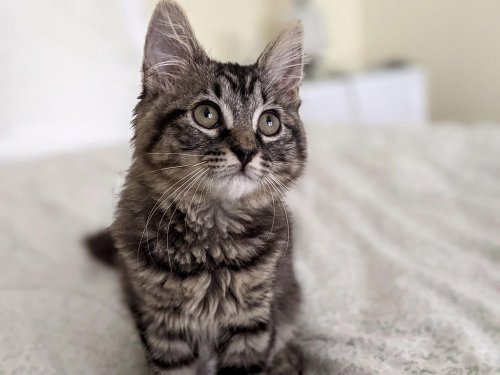 Purring With Joy &mdash; 12 Ways to Make Life Better for Your Cat