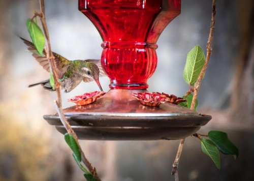 1. Grow plants that attract hummingbirds., 2. Fill hanging feeders with nectar., 3. Provide water and respite for hummingbirds., 4. Make your yard a hospitable place for hummingbirds to nest., 5. Keep your plants healthy and blooming all season long., 6. Deck the yard out in bright streamers., Top 6+ Surefire Ways to Attract Hummingbirds to Your Yard