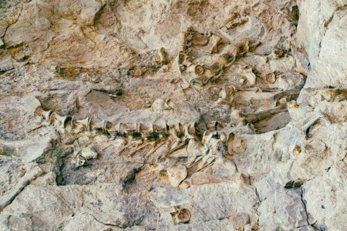 The Fossils Beneath Paris: What the Catacombs and Quarries Are Still Revealing