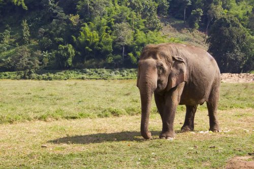 How Elephant Footprints Help Other Animals Navigate Safely