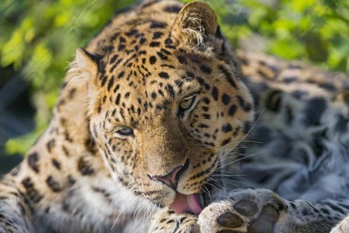 Is There Hope for the Critically Endangered Amur Leopard?