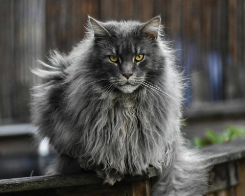 Top 8+ Cat Breeds With Fur Like Velvet
