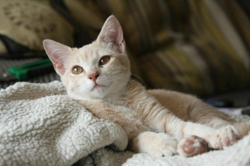 Top 9+ Cat Breeds That Love to Be Touched &mdash; All Day