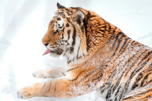 These 11 Big Cats Survive Where Temperatures Drop Below Zero