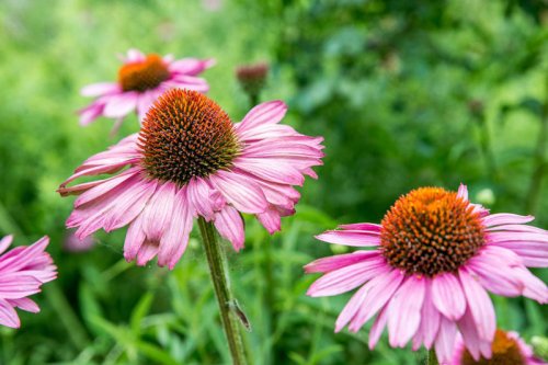 Top 12+ Common Perennials You Should Plant in July for More Blooms Through Late Summer