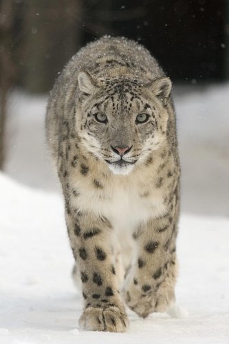 Top 8+ Big Cats That Hunt Alone by Choice