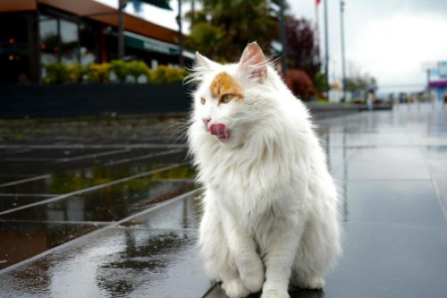 Top 14+ Cat Breeds That Thrive in Small Apartments &mdash; No Garden Needed!