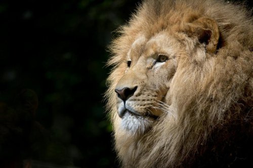 Top 10+ Big Cat Species That Don&rsquo;t Live in Jungles (But Shouldn&rsquo;t Be Ignored)