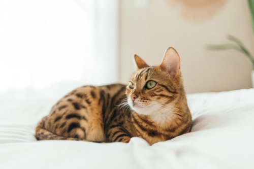 Top 10+ Hypoallergenic Cat Breeds (Yes, They Actually Exist!)
