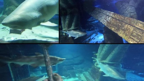 Will beachgoers in New York and New Jersey be safe from sharks this summer?