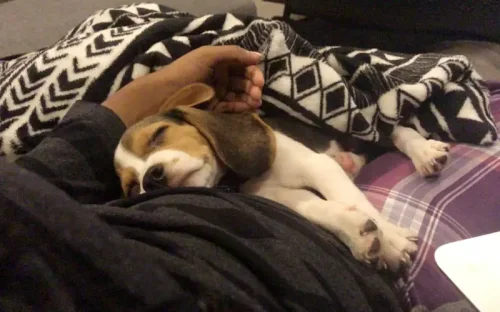 Salem the beagle, never far from Kumudhini&rsquo;s side