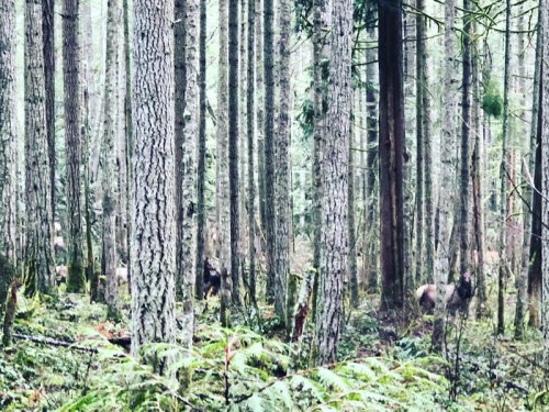 Nature&rsquo;s Freeloaders: What Commensalism Really Looks Like in the Wild