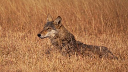 Top 10+ Animals in Native American Mythology and Their Meanings