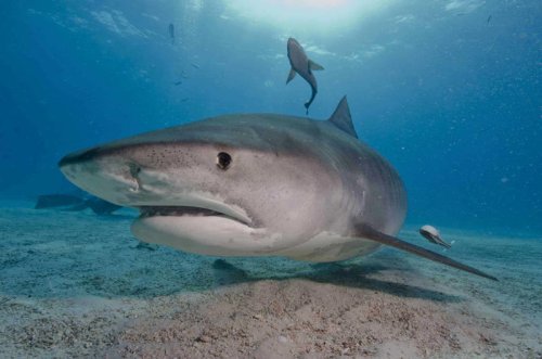 Top 10+ Shark Breeds That Prefer Solitude And 2 That Travel in Schools