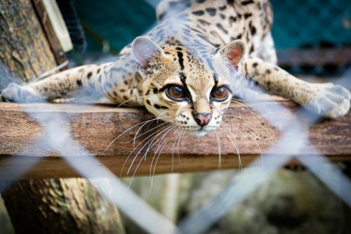 Top 9+ Big Cats Built to Withstand Extreme Heat