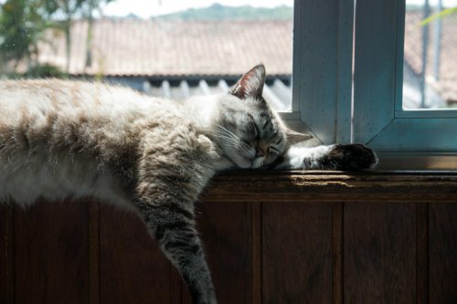 Top 10+ Things in Your Home That Secretly Stress Out Your Cat