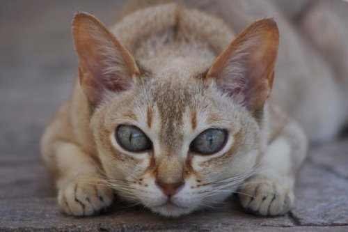 Top 10+ Cat Breeds That Absolutely Thrive in Rainy, Cozy Climates