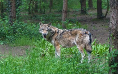 Top 10+ Things That Bond a Wolf Pack And 3 That Tear It Apart