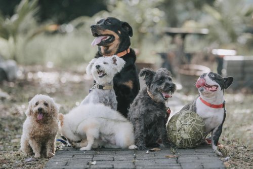 Top 15+ dog breeds that don't bark much