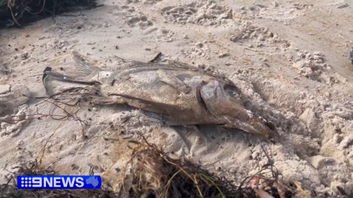 Calls for national disaster declaration as seafood industry 'ripped to pieces'