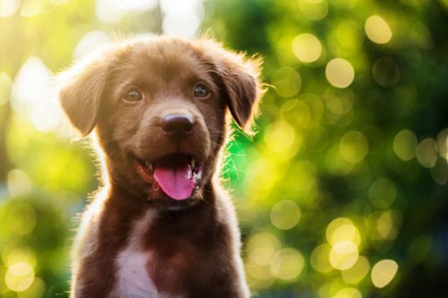 100 unique name ideas for your pet dog