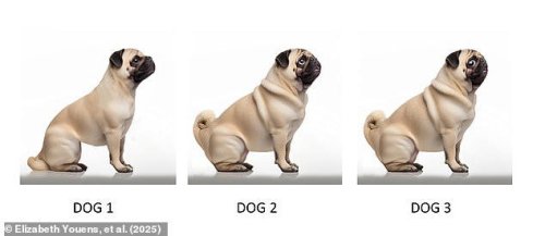 Vets say our preference for dog breeds is changing - take the test to see if you agree