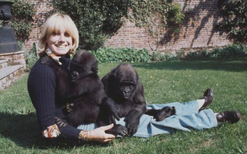 Lady Sarah Aspinall, model who married into a zoo empire and took her tigers for walks in Belgravia