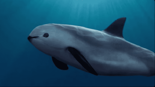 Top 15+ Animals on the Brink of Extinction