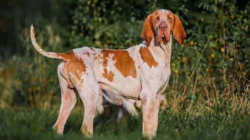 Top 11+ Things Dogs Crave From Their Owners And 3 They Do Not Want