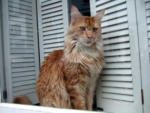 From Fear to Trust &mdash; 10 Emotional Shifts Cats Show When They Feel Safe