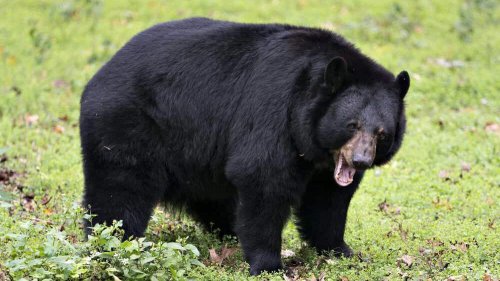 Top 14+ Myths About Bears That People Still Believe (But Should Not)