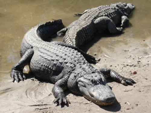 Top 13+ Wildlife Questions Americans Ask Google Every Day