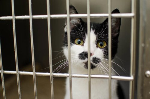 Why Cats Return to the Same Person Again and Again