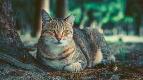 Top 10+ Cat Breeds That Prefer Low-Stimulation Environments