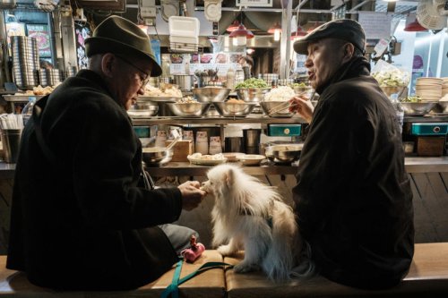 These foods are poisonous for your dog