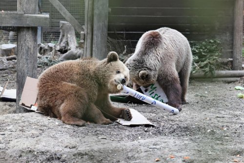 Two young bears eat week&rsquo;s worth of honey during escape from park enclosure
