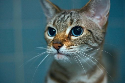The Science Behind Why Cats Hate Water