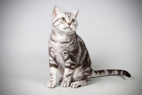 Top 12+ Cat Breeds That Get Along Well with Dogs