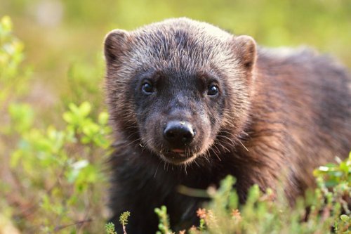 Adorable animals that can be very dangerous