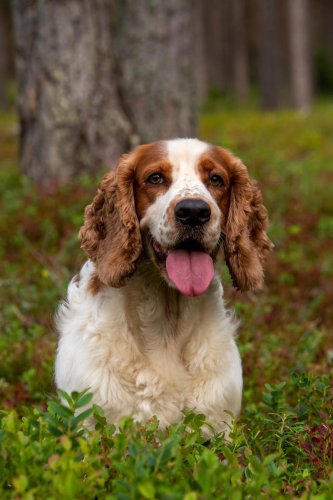 Top 8+ Dog Breeds with Long Ears and Why We Love Them