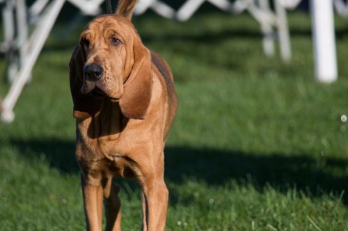 Top 8+ Dog Breeds with Long Ears and Why We Love Them