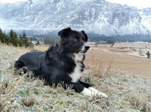 These Dogs Have Jobs on U.S. Farms And Love It!