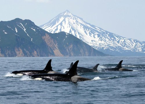 Drone footage reveals orcas making tools from kelp to groom each other
